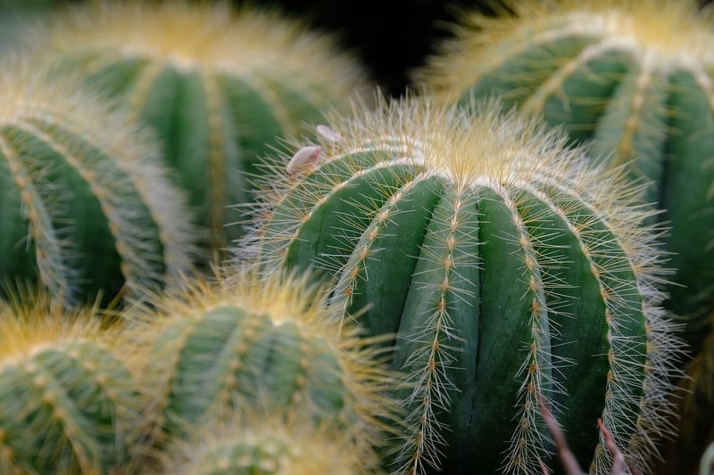Succulent Mains